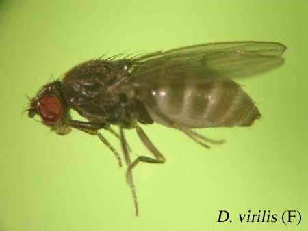 images/Drosophila virilis.jpg
